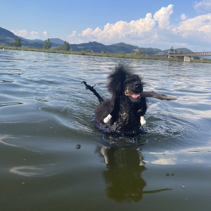 Bezkonkurenčná vodná aportértka